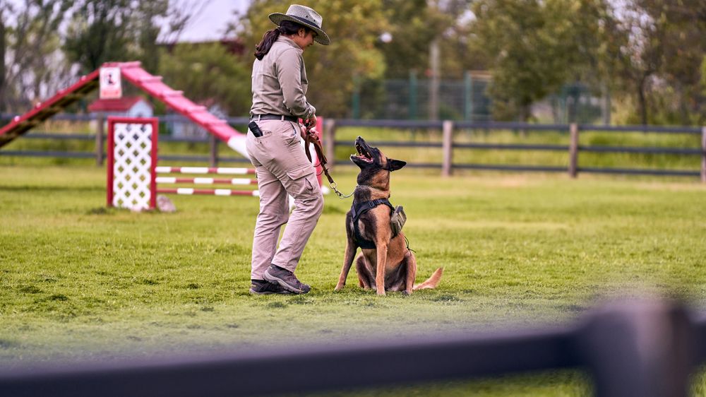 Dog holding attention during an outdoor obedience session