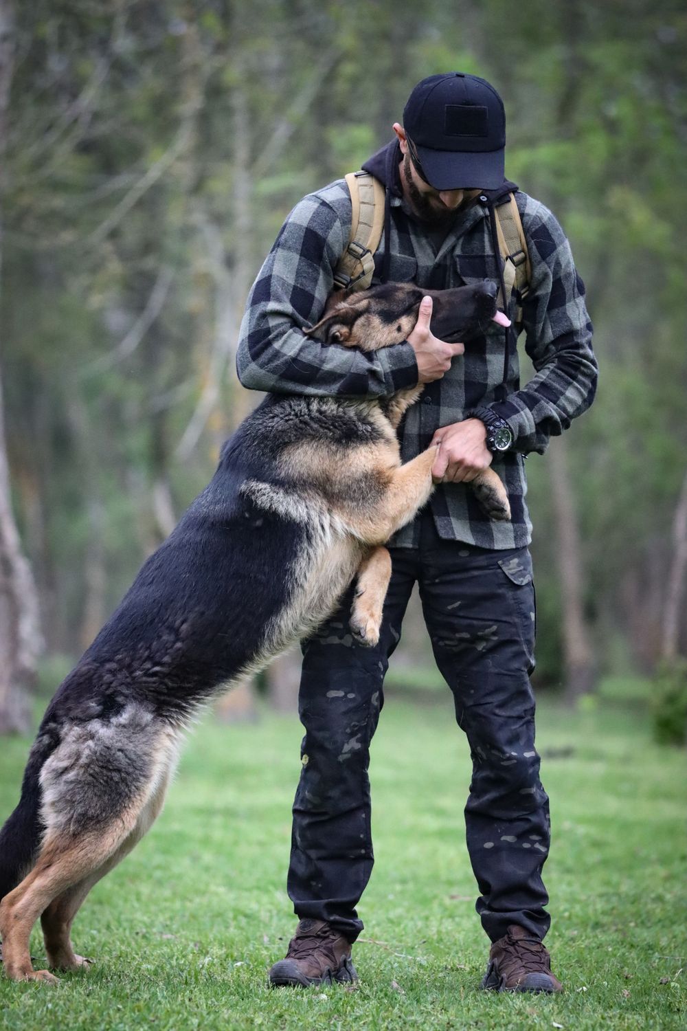 Handler working closely with a German Shepherd outdoors